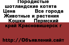 Породистые шотландские котята. › Цена ­ 5 000 - Все города Животные и растения » Кошки   . Пермский край,Красновишерск г.